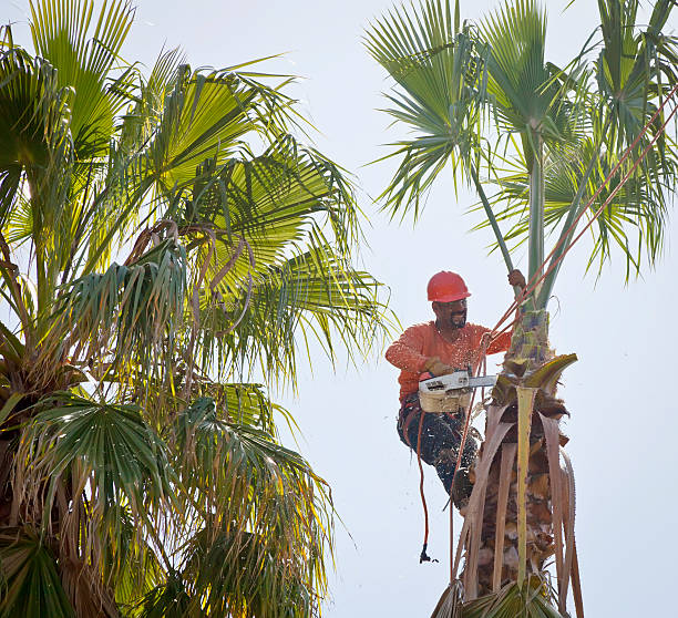 Emergency Storm Tree Removal in Edgewater, MD